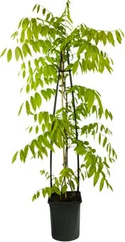 Blauwe regen (Wisteria floribunda 'Rosea') D 23 H 117 cm