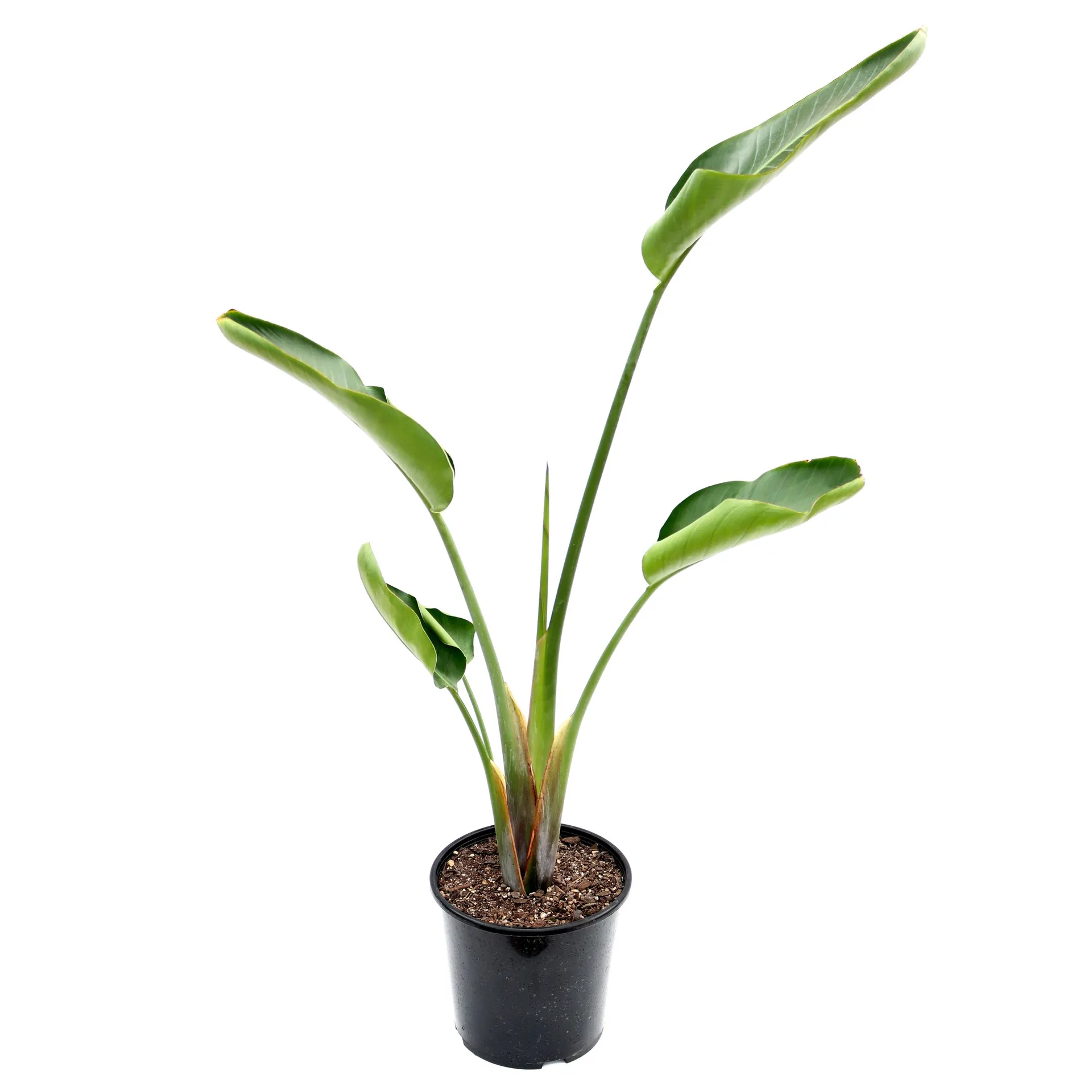 Strelitzia (Bird Of Paradise) -14cm