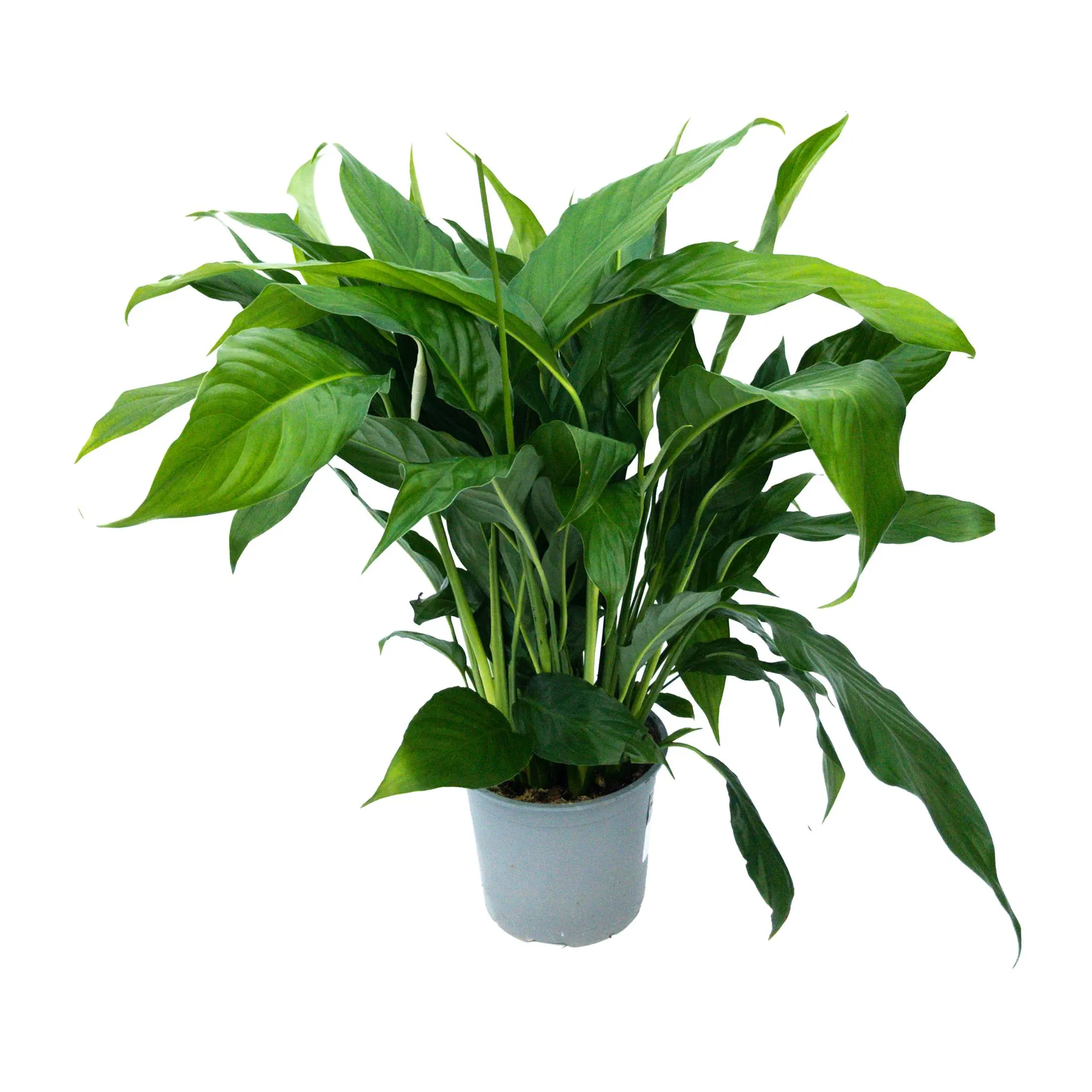 Spathiphyllum 'Benito' (Peace Lily) - 15cm