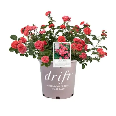 White White Drift Rose 1 -Gallon 1 -Pack in Pot