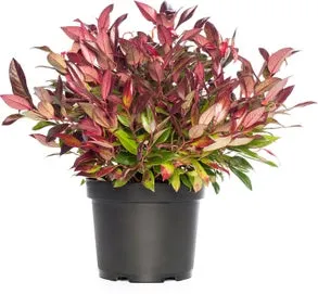 Druifheide (Leucothoe axillaris 'Zeblid') D 17 H 20 cm