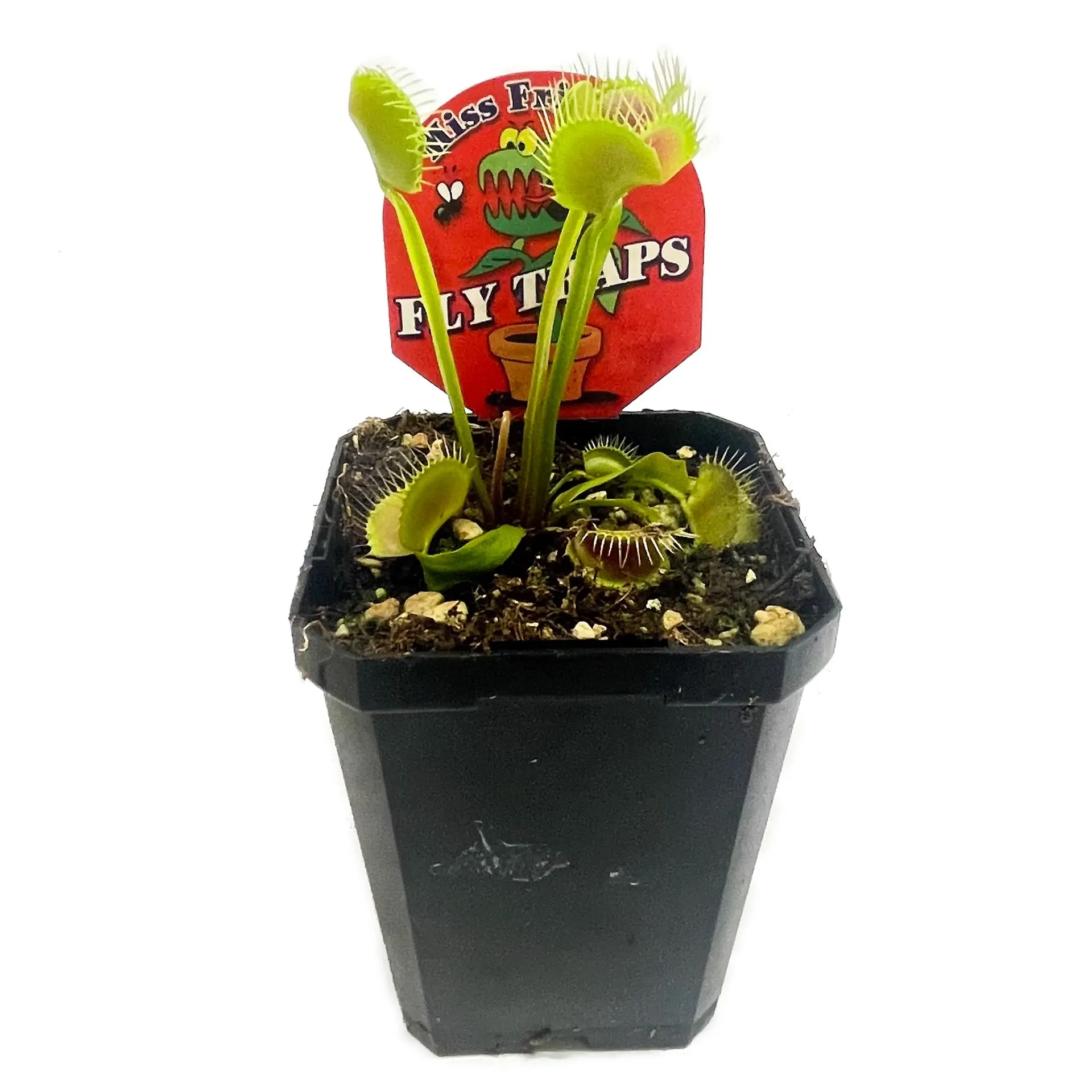 Kings Venus Fly Trap