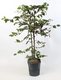 Beuk (Fagus sylvatica) D 19 H 100 cm