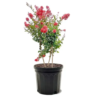7 -Gallon Red Flowering Miss Frances Crape Myrtle In pot (with soil)