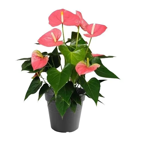Anthurium andreanum 'Colorado' - 14cm