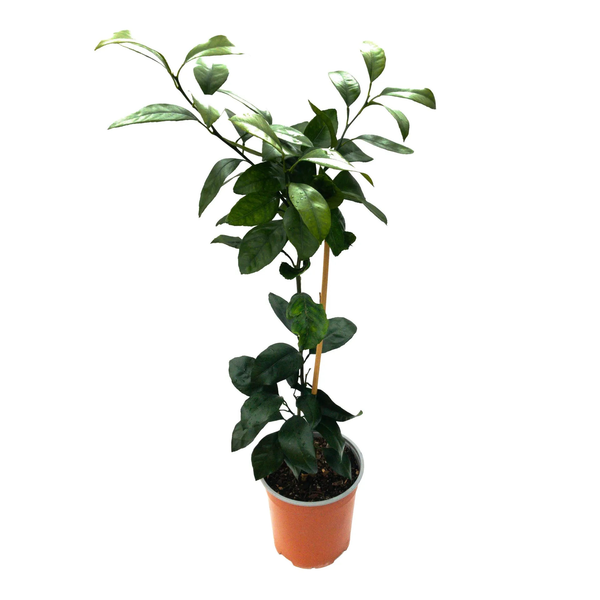 Mandarin 'Miho' - 3.5L
