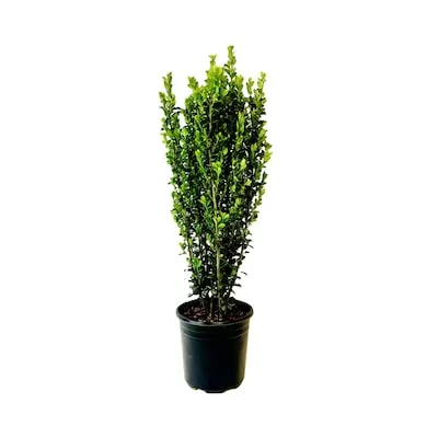 Schip Cherry Laurel Foundation/Hedge Shrub in 2.25 -Gallon Pot 1 -Pack