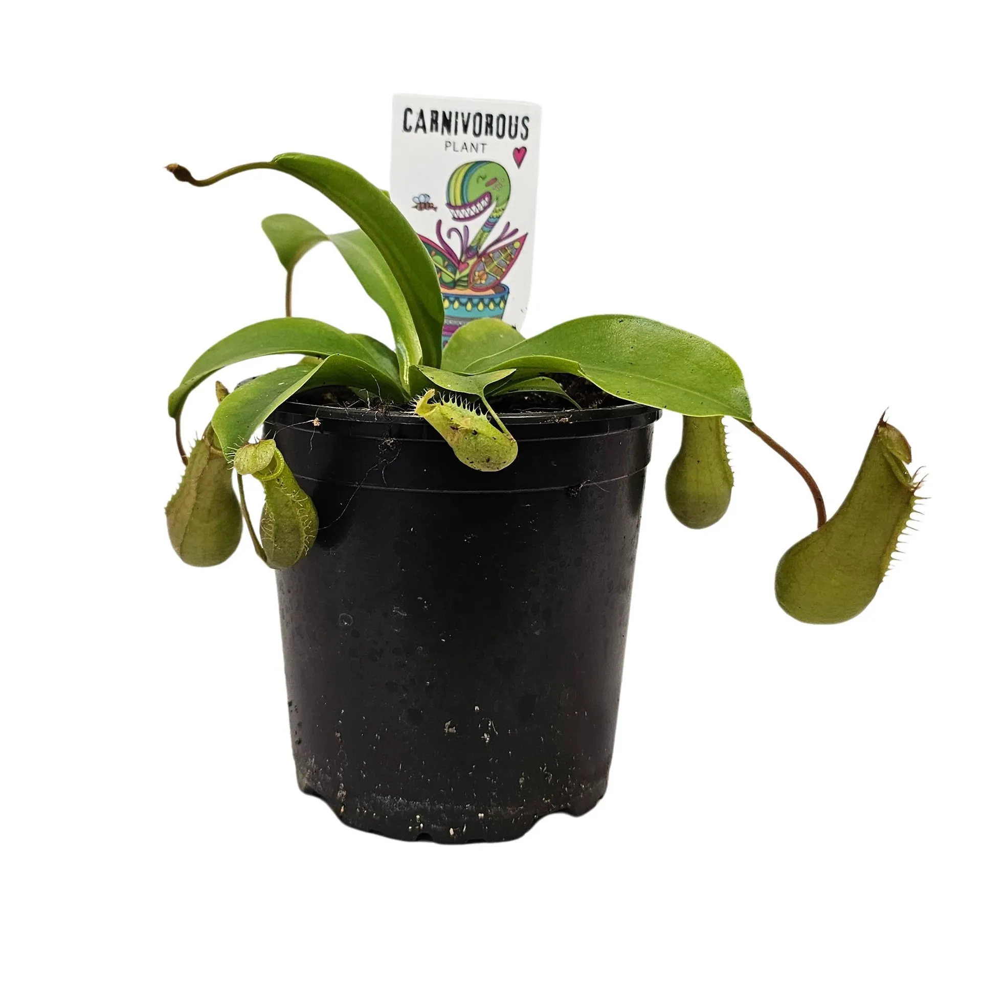 Nepenthes Alata 12cm - (Pitcher Plant)