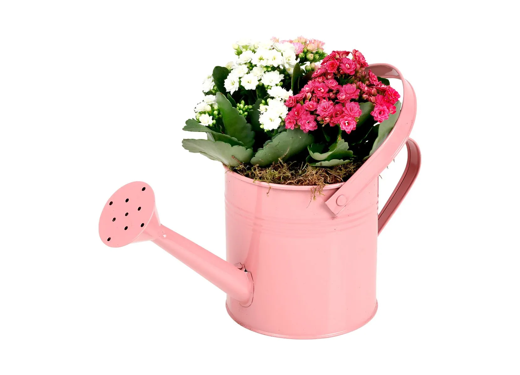 Kalanchoe in Gießkanne