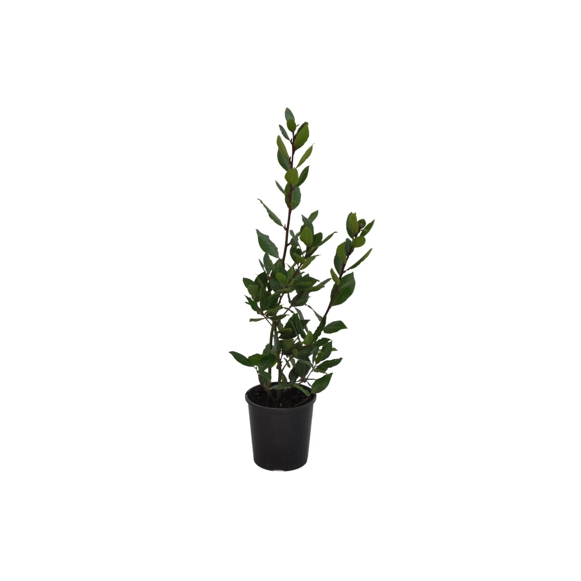 Bay Tree - 1.9L