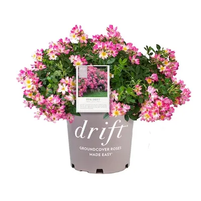 Pink Pink Drift Rose 1 -Gallon 1 -Pack in Pot