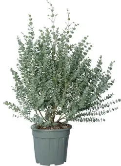 Gomboom (Eucalyptus gunnii 'Azura') D 26 H 60 cm