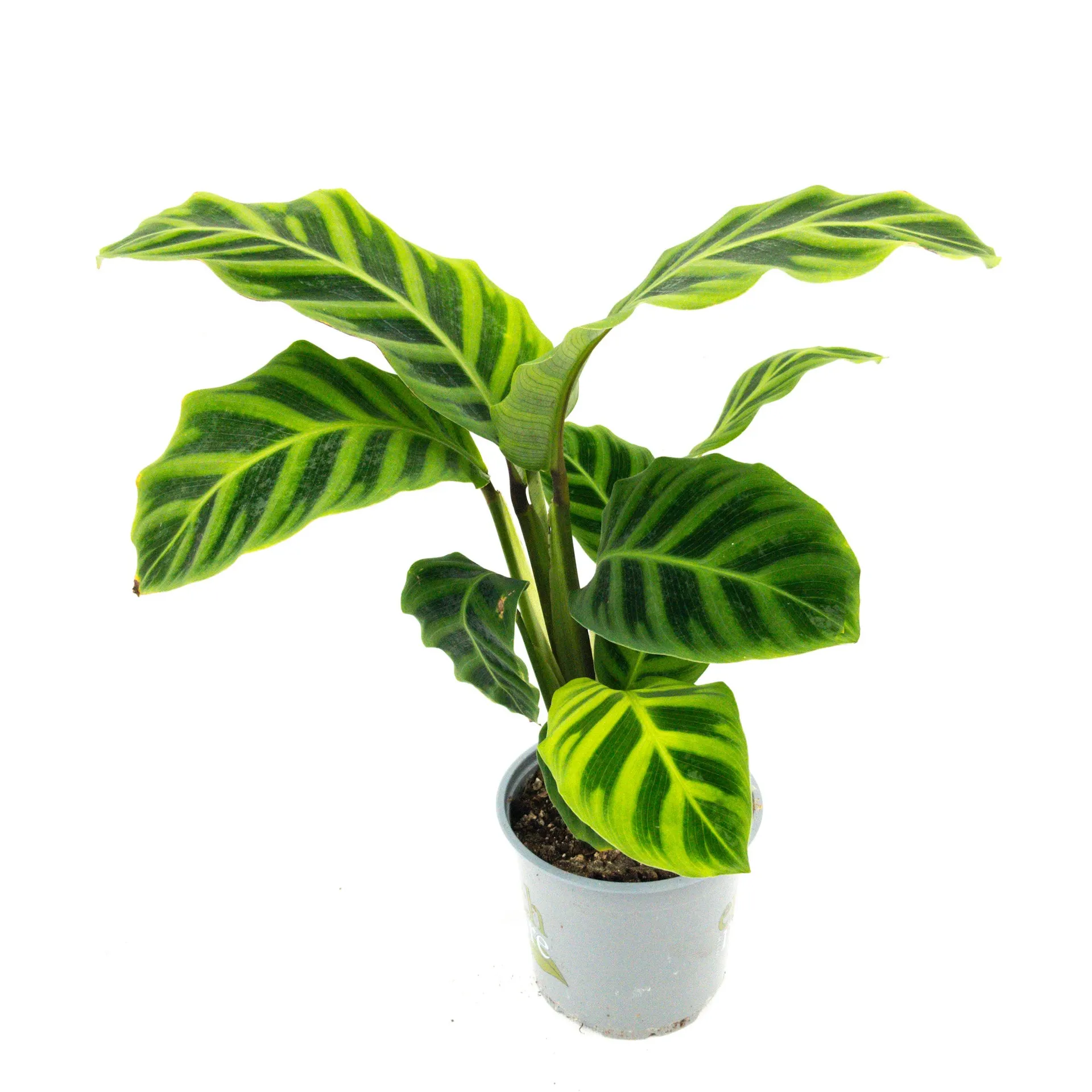 Calathea zebrina (Zebra Plant) - 12cm