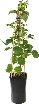 Klimhortensia (Hydrangea anomala 'Petiolaris') D 16 H 75 cm