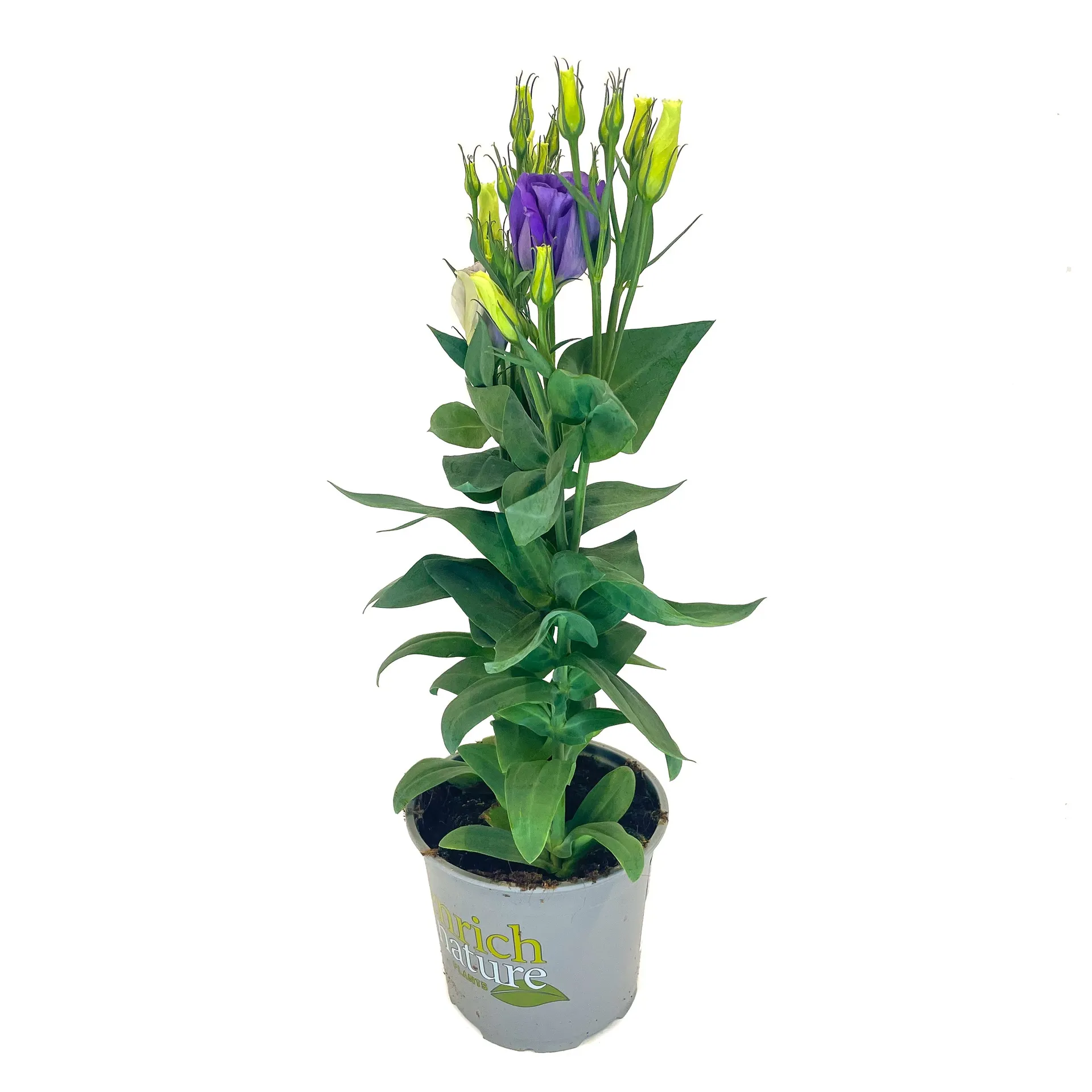 Lisianthus (Eustoma grandiflorum) - 12cm