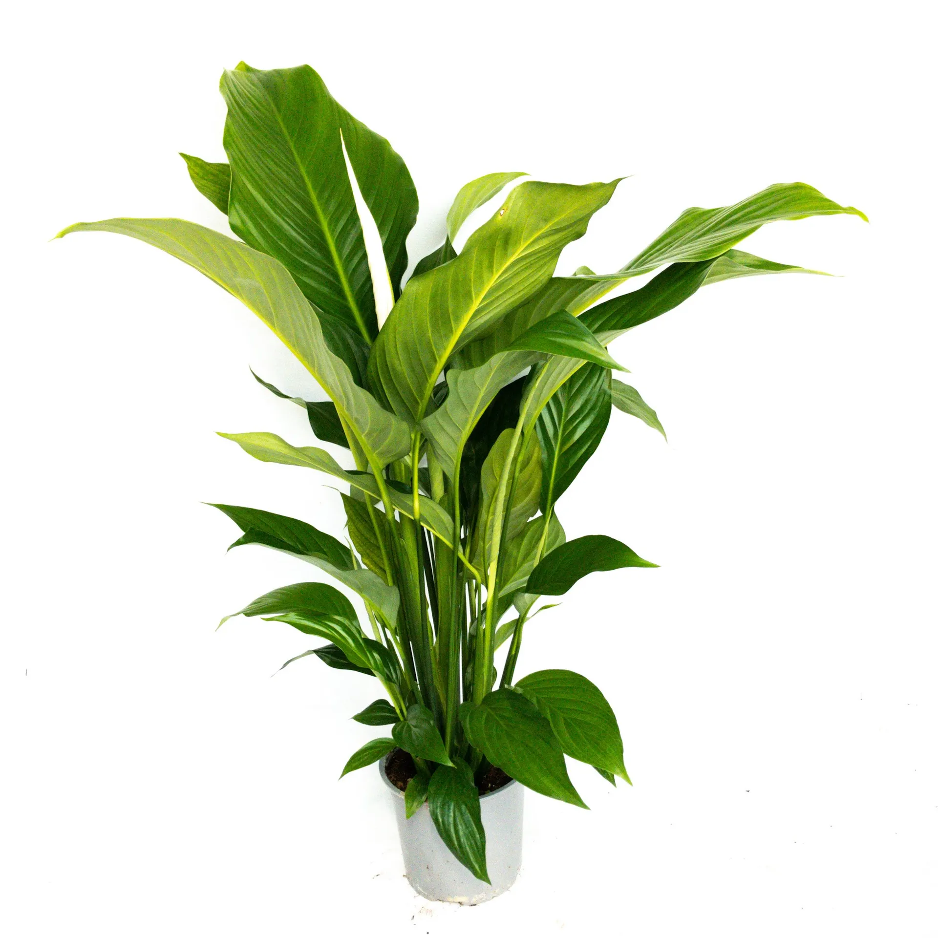 Spathiphyllum 'Sylvana' (Peace Lily) - 15cm