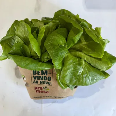 mini alface lisa pramesa unidade