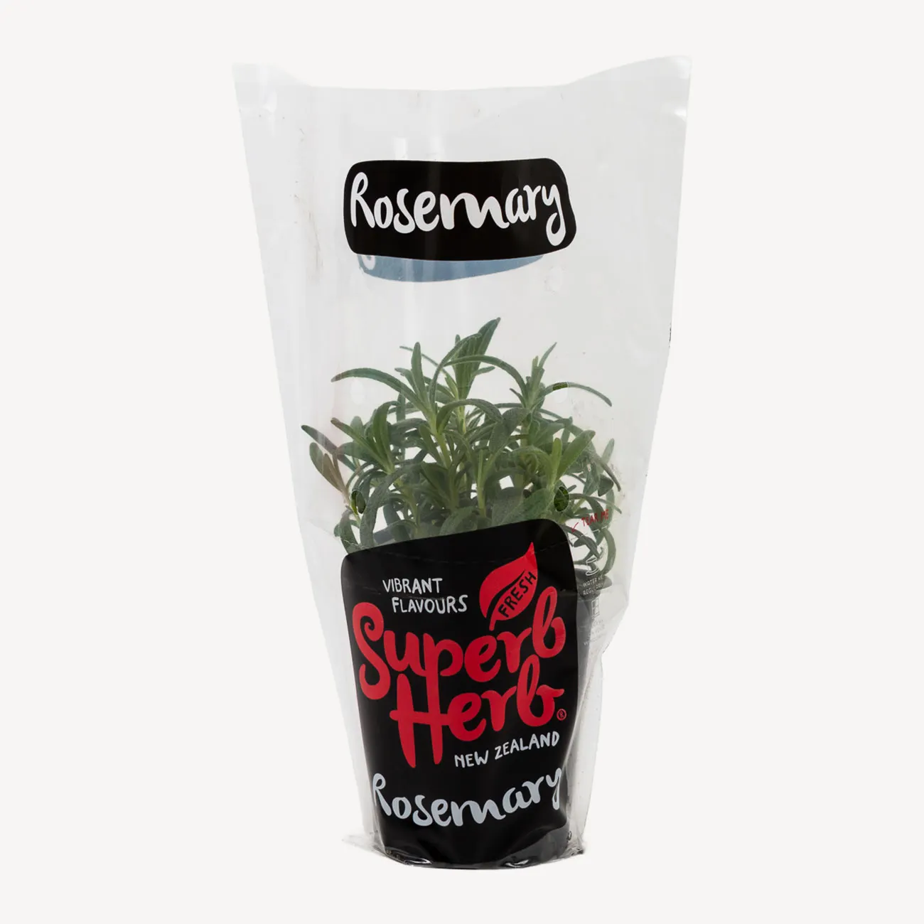 rosemary pot plants