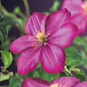 Bosrank (Clematis 'Ville de Lyon') D 23 H 210 cm