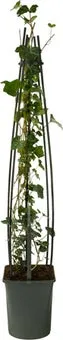 Klimop (Hedera hibernica) D 23 H 117 cm