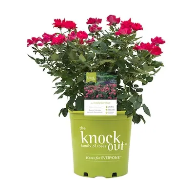 Red 1.73 -Gallon 1 -Pack in Pot