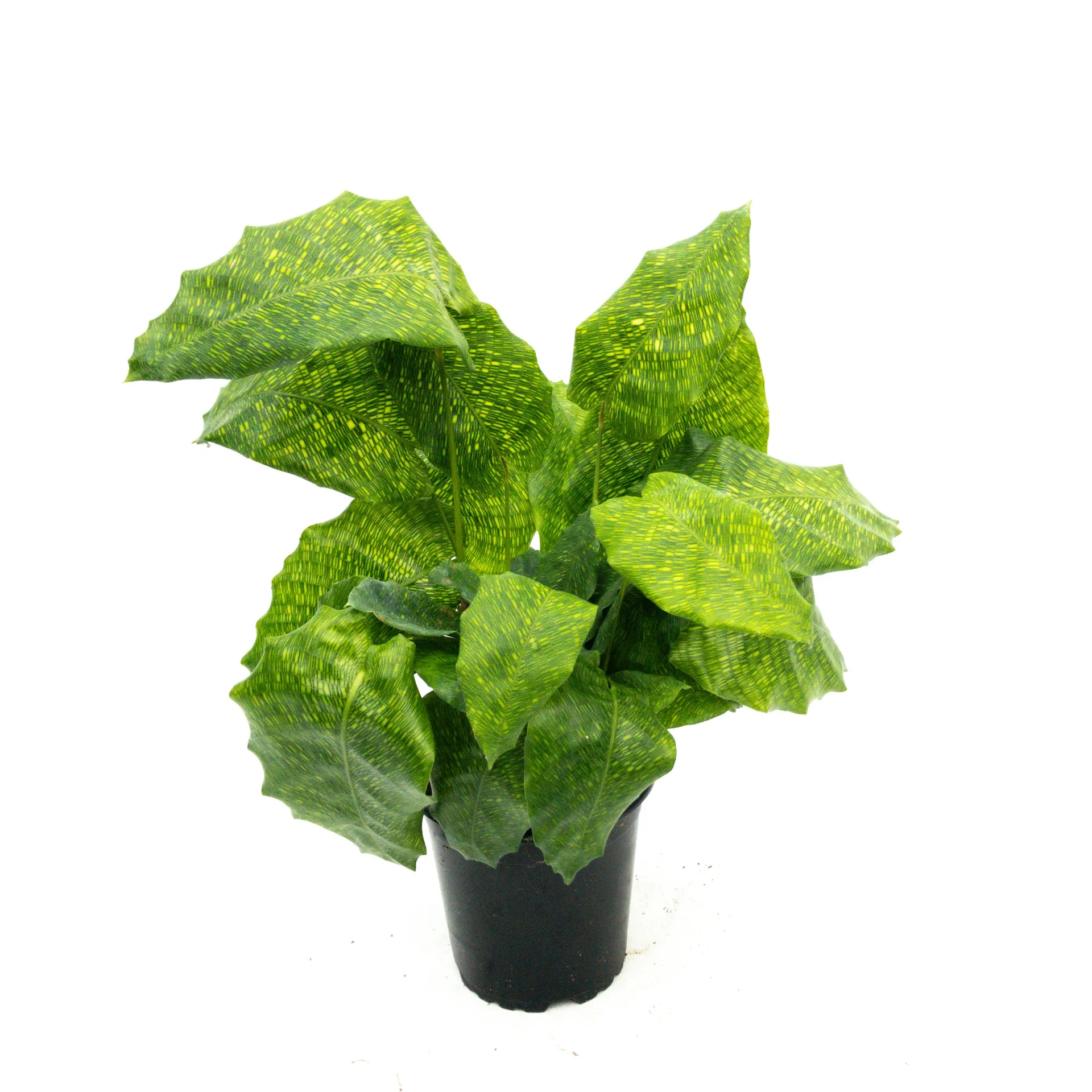 Calathea Network - 1.5L