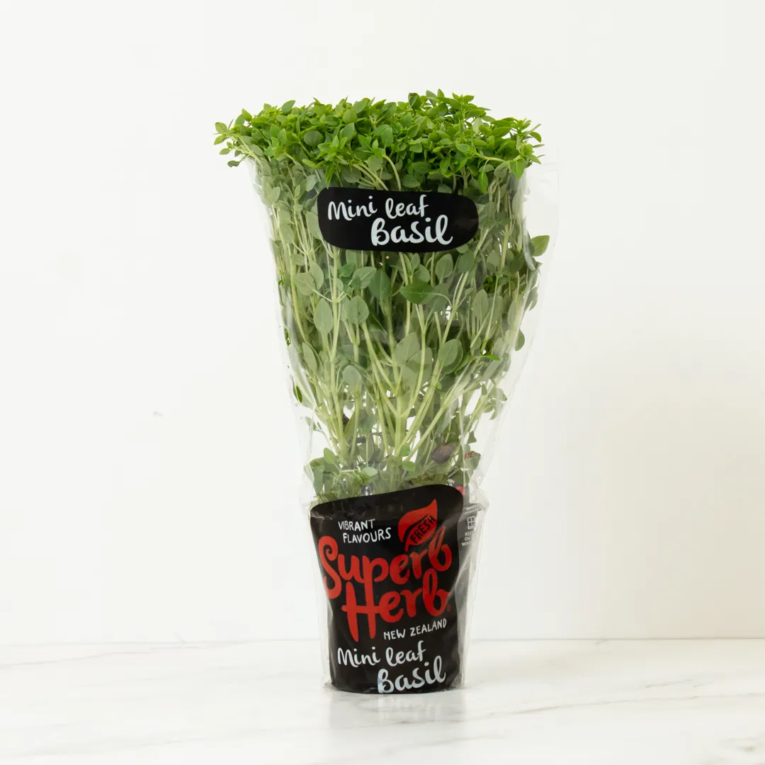 superb herb basil mini leaf small pot plant