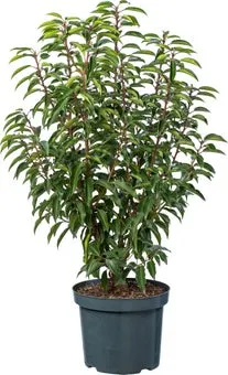 Portugese Laurierkers (Prunus lusitanica 'Angustifolia') D 26 H 90 cm