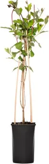 Kamperfoelie (Lonicera periclymenum) D 16 H 75 cm