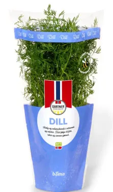 Dill