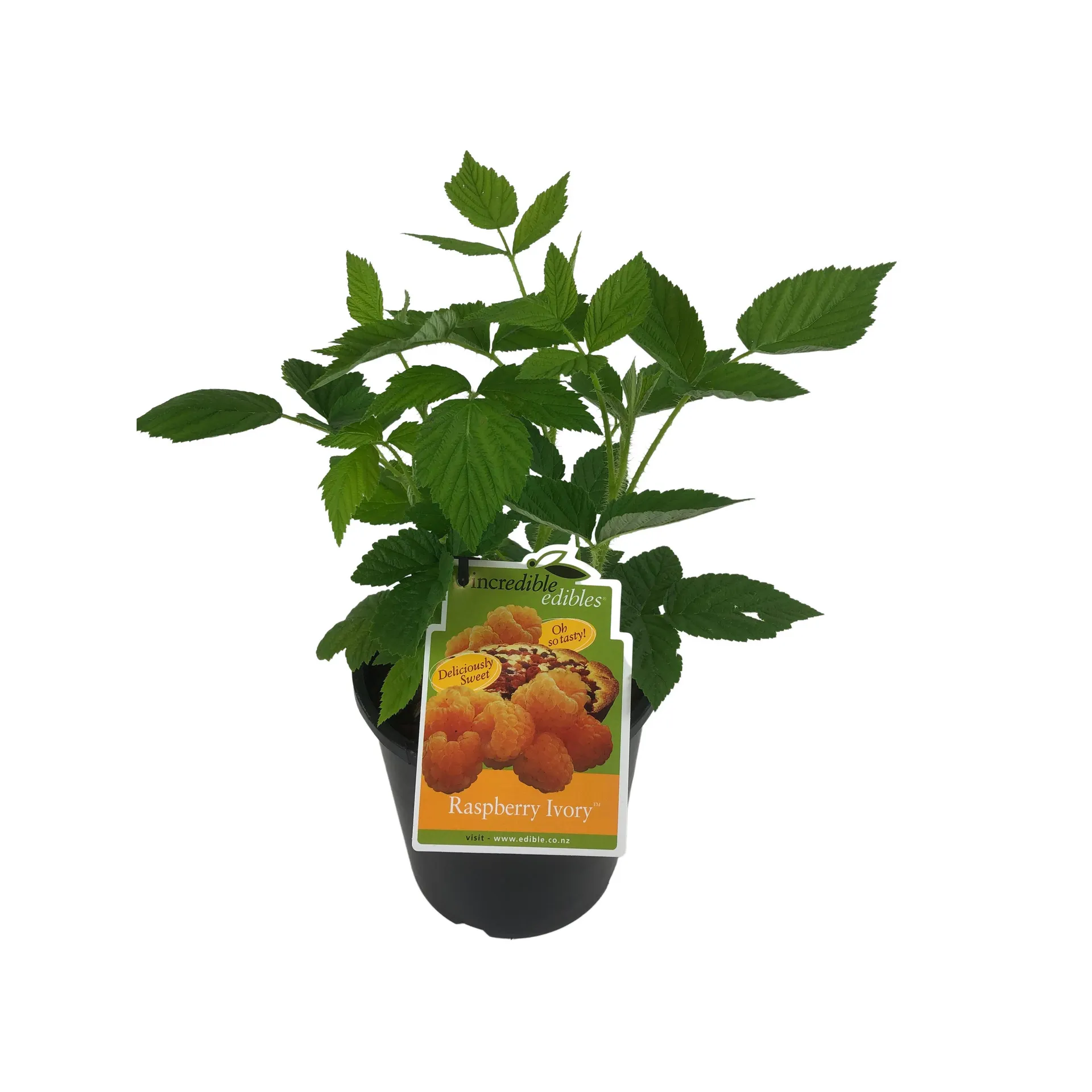Raspberry 'Ivory' - 3L