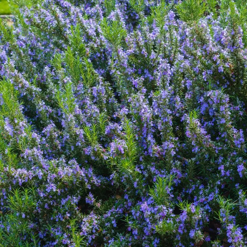 Kings Rosemary 'Tuscan Blue' - 2.5L