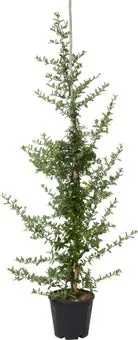 Vuurdoorn (Pyracantha 'Orange Glow') D 26 H 150 cm