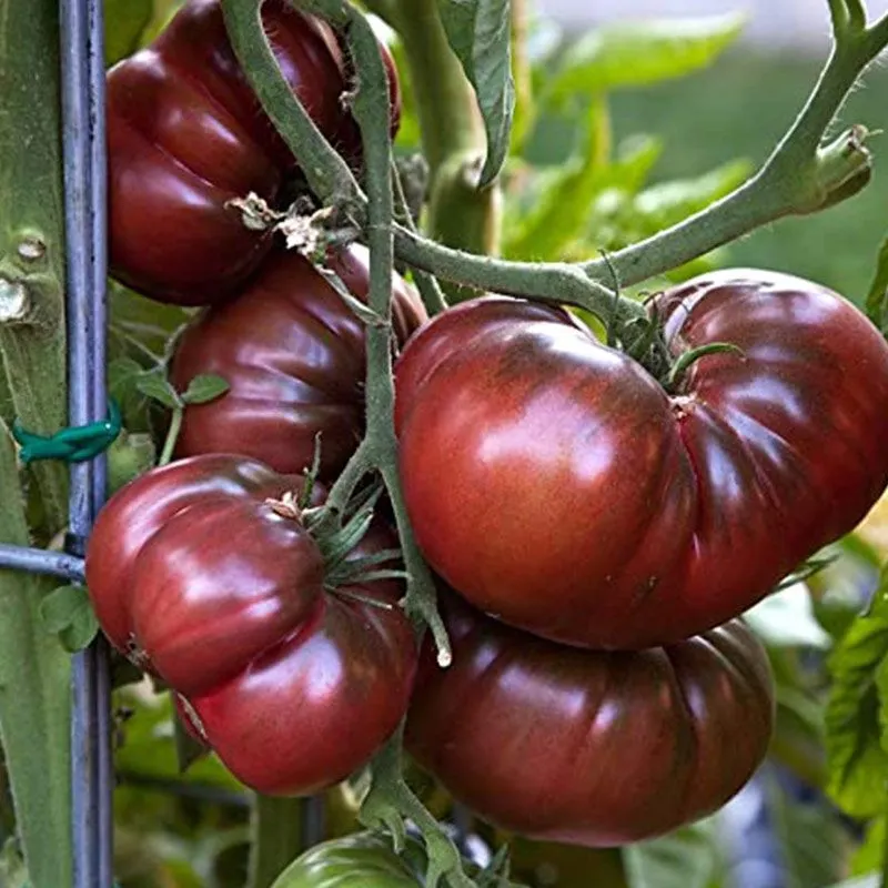 Kings Tomato Grafted 'Black Krim' - 1.3L