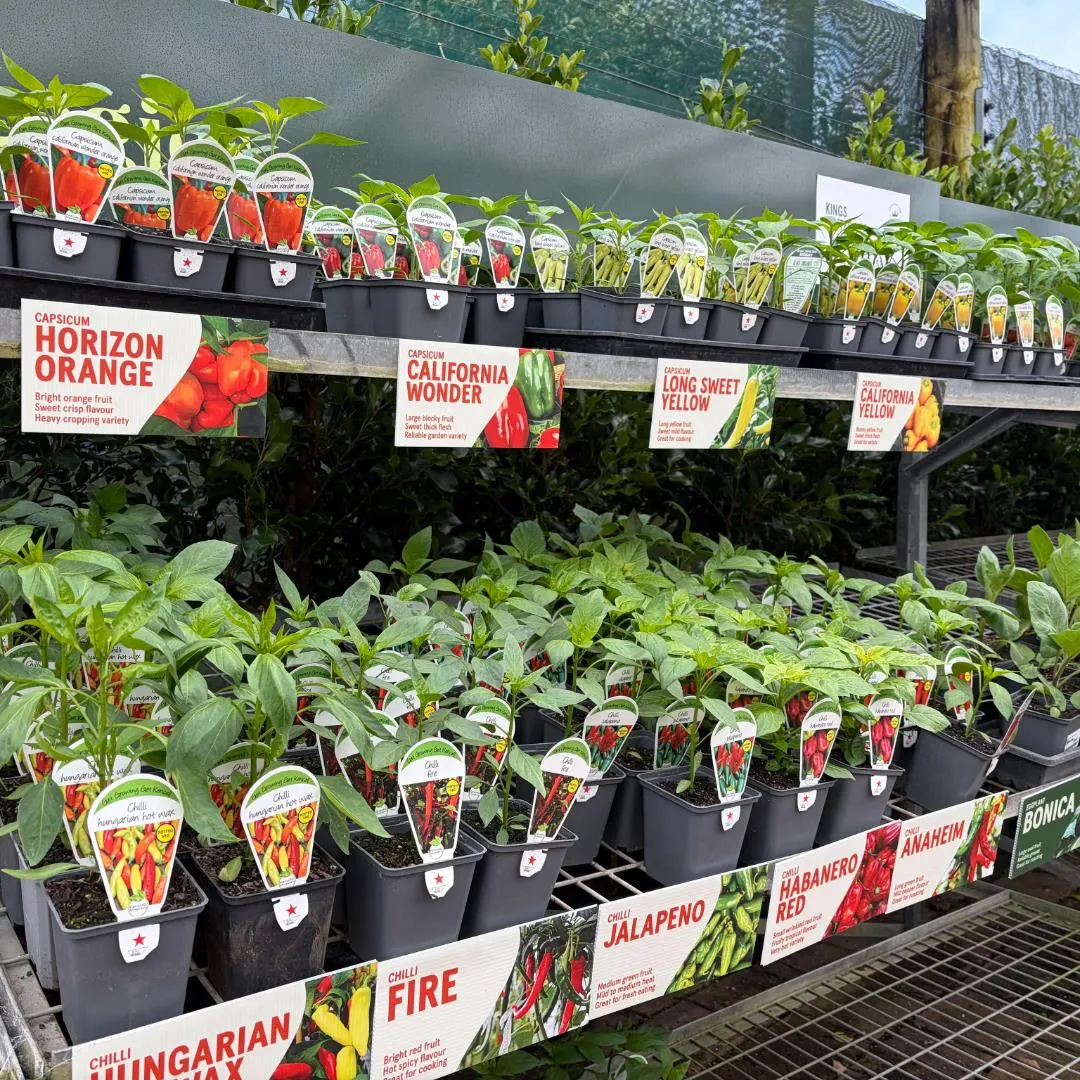 Potted Vegetable Assorted - 9cm