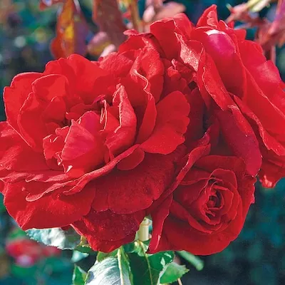 Red Flowering Mister Lincoln Hybrid Tea Rose 1 -Pack 1 -Pack in Bare root