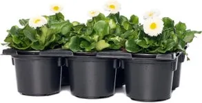 Madeliefje (Bellis perennis 'Bella Daisy White') sixpack D 9 H 12 cm