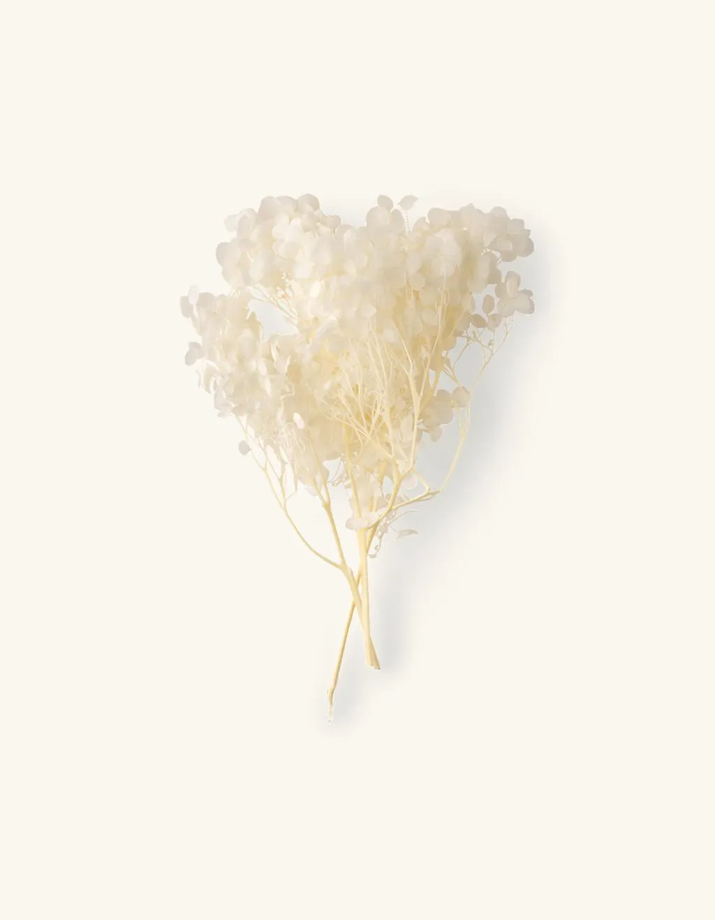 Getrocknete Hortensien