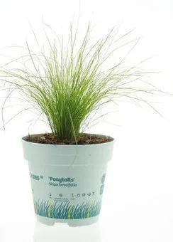 Vedergras (Stipa ten. Ponytails') D 10,5 H 25 cm
