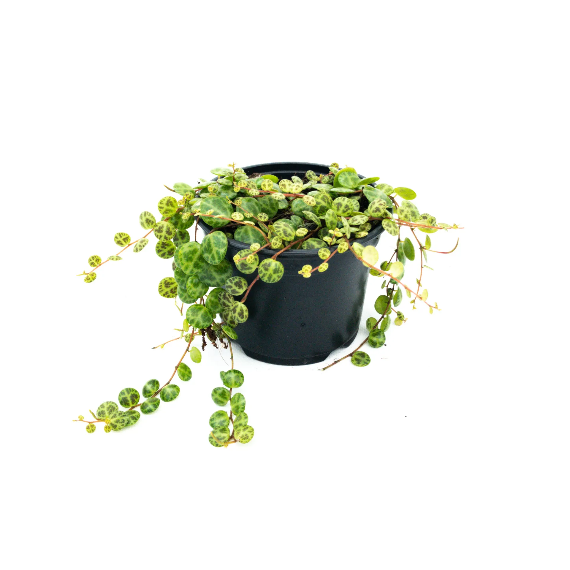 String Of Turtles - Peperomia Prostrata - 12CM
