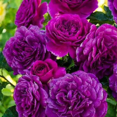 Pink True Bloom True Inspiration Rose 8 -Quart 1.0 -Pack in Pot