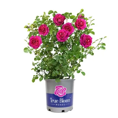 Yellow Rose Flower Carpet Yellow Groundcover 1.73 -Gallon 1 -Pack in Pot