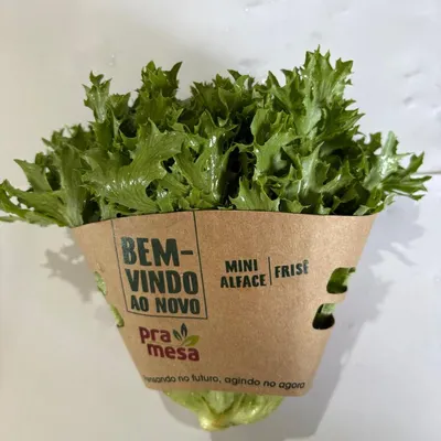 mini alface pramesa frisé unidade