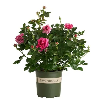 Pink Rose Eau De Parfum Blush 1.73 -Gallon 1 -Pack in Pot