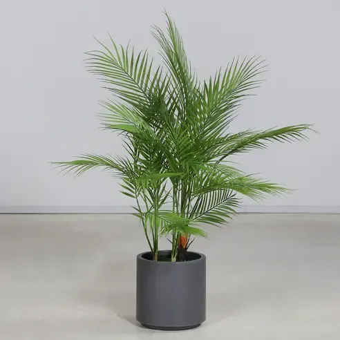 Chico Palme im Topf - grün-grau