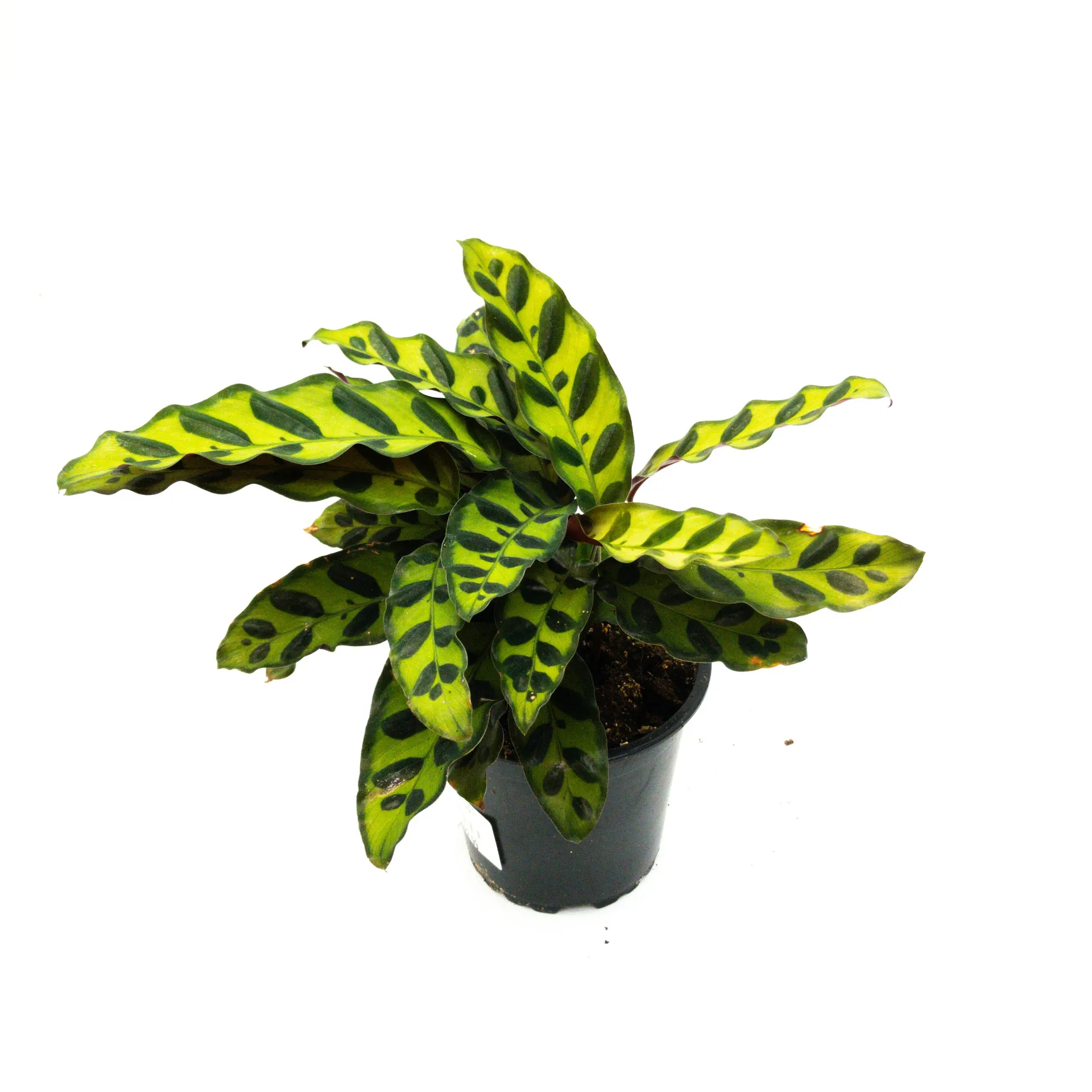 Calathea insignis - 12cm