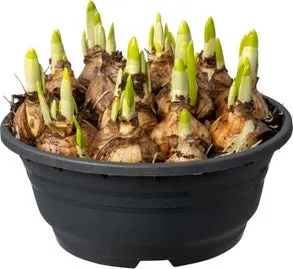 Narcis (Narcissus 'Tête a Tête') D 19 H 15