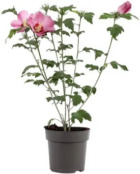 Chinese Roos (Hibiscus syriacus 'Woodbridge') D 17 H 40 cm