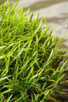 Braziliaanse Grasplant (Lilaeopsis brasiliensis) D 11 H 21 cm