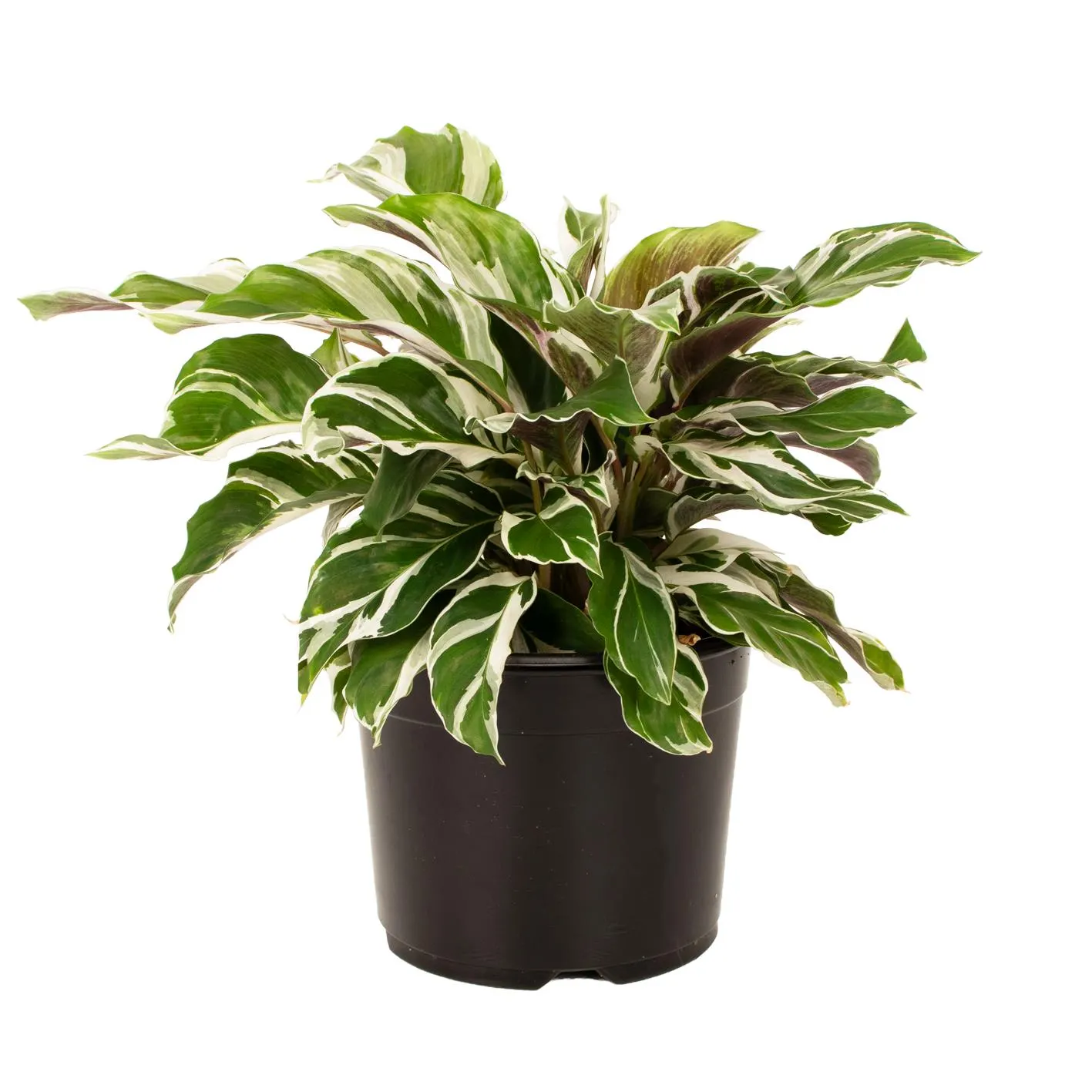 Calathea White Fusion 14cm